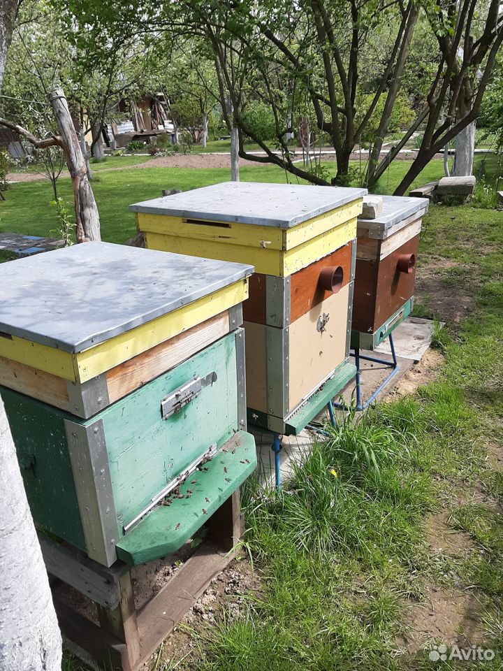 Пчёлы среднерусские купить на Зозу.ру - фотография № 2