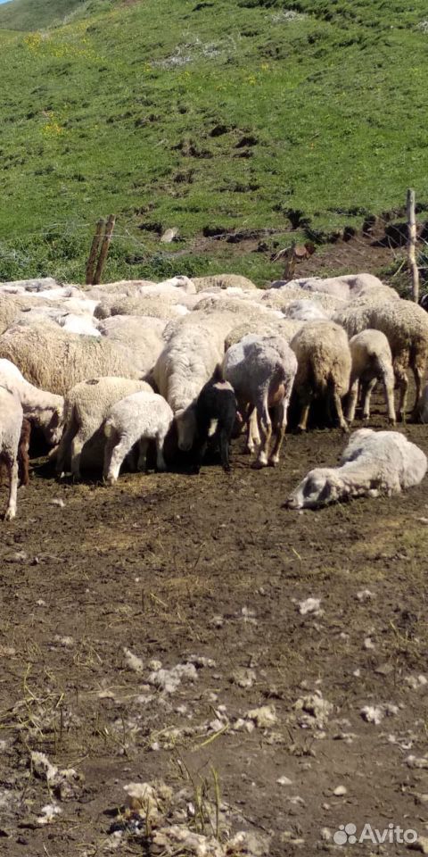 Овцы, порода меренос(митиц) купить на Зозу.ру - фотография № 2