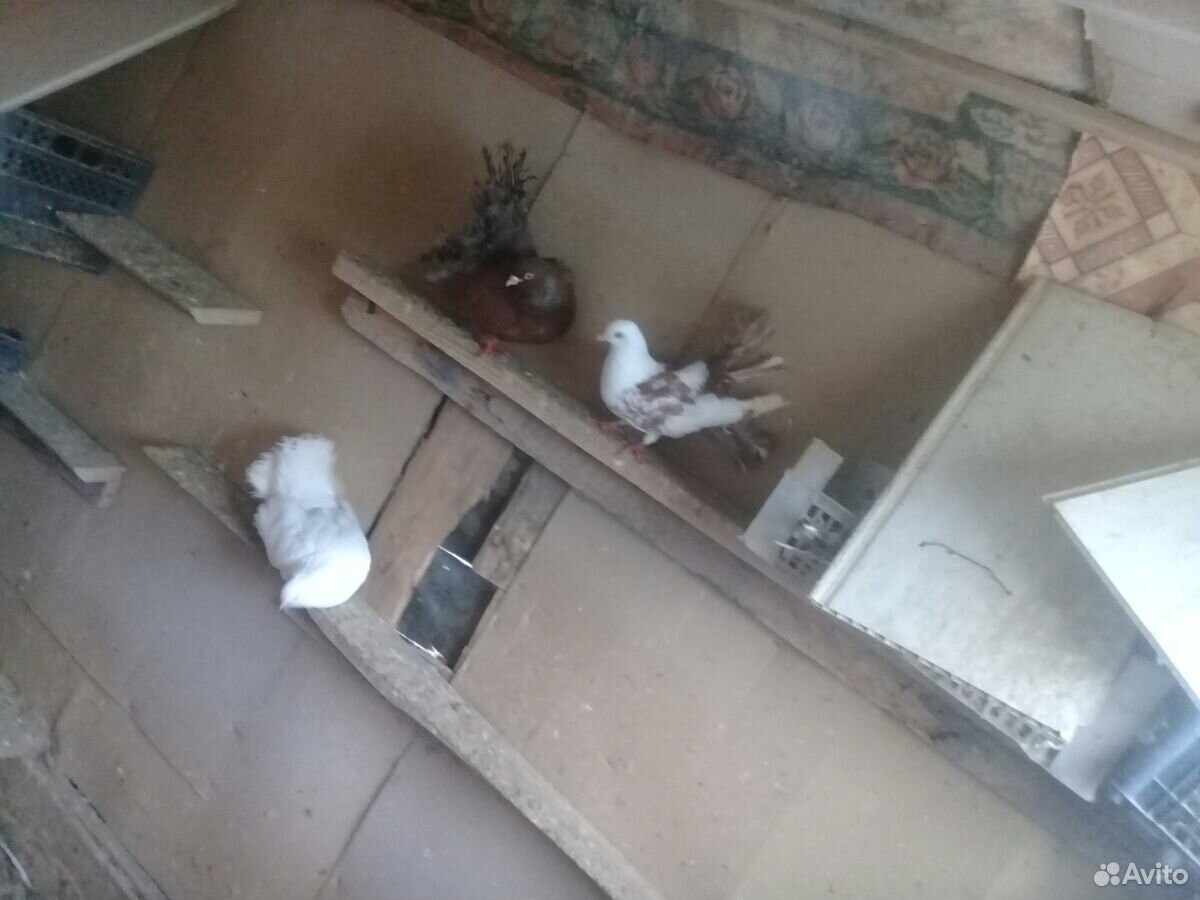 Домашние голуби купить на Зозу.ру - фотография № 3