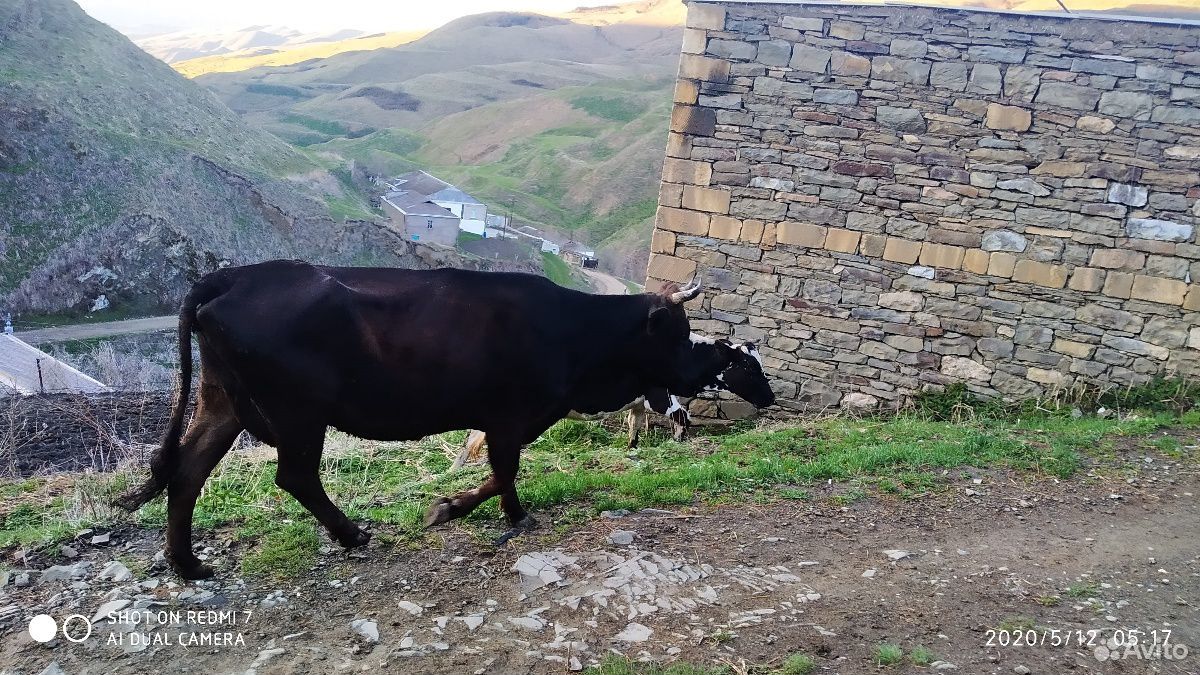 Коровы с тёлками купить на Зозу.ру - фотография № 2