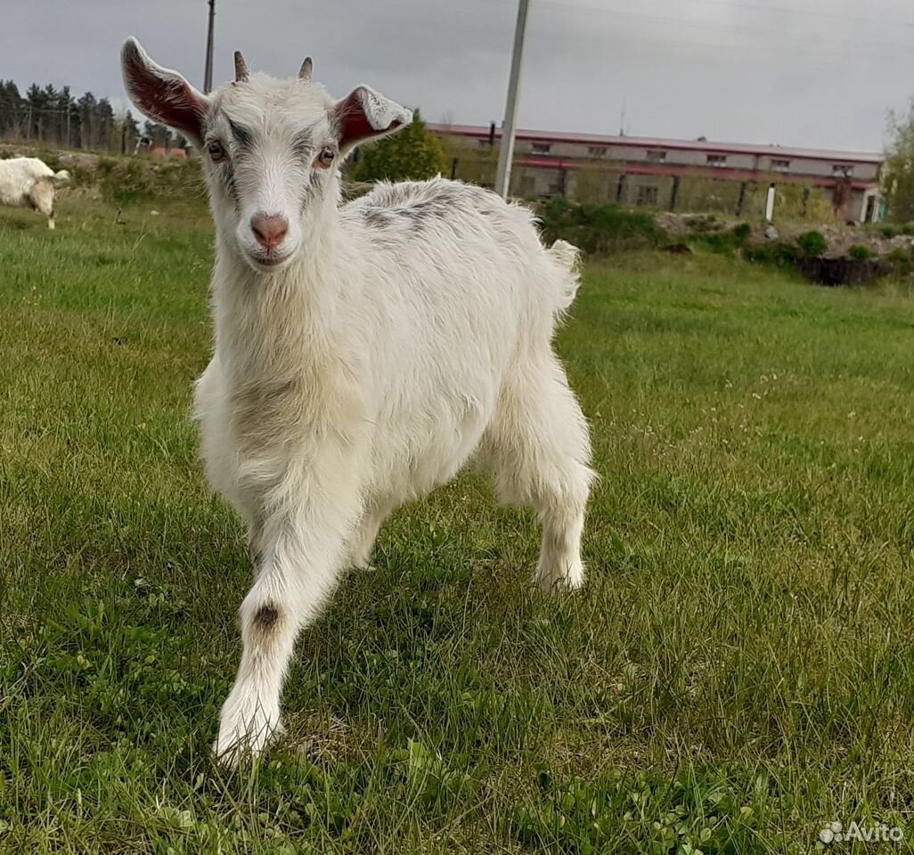 Красавица коза купить на Зозу.ру - фотография № 3