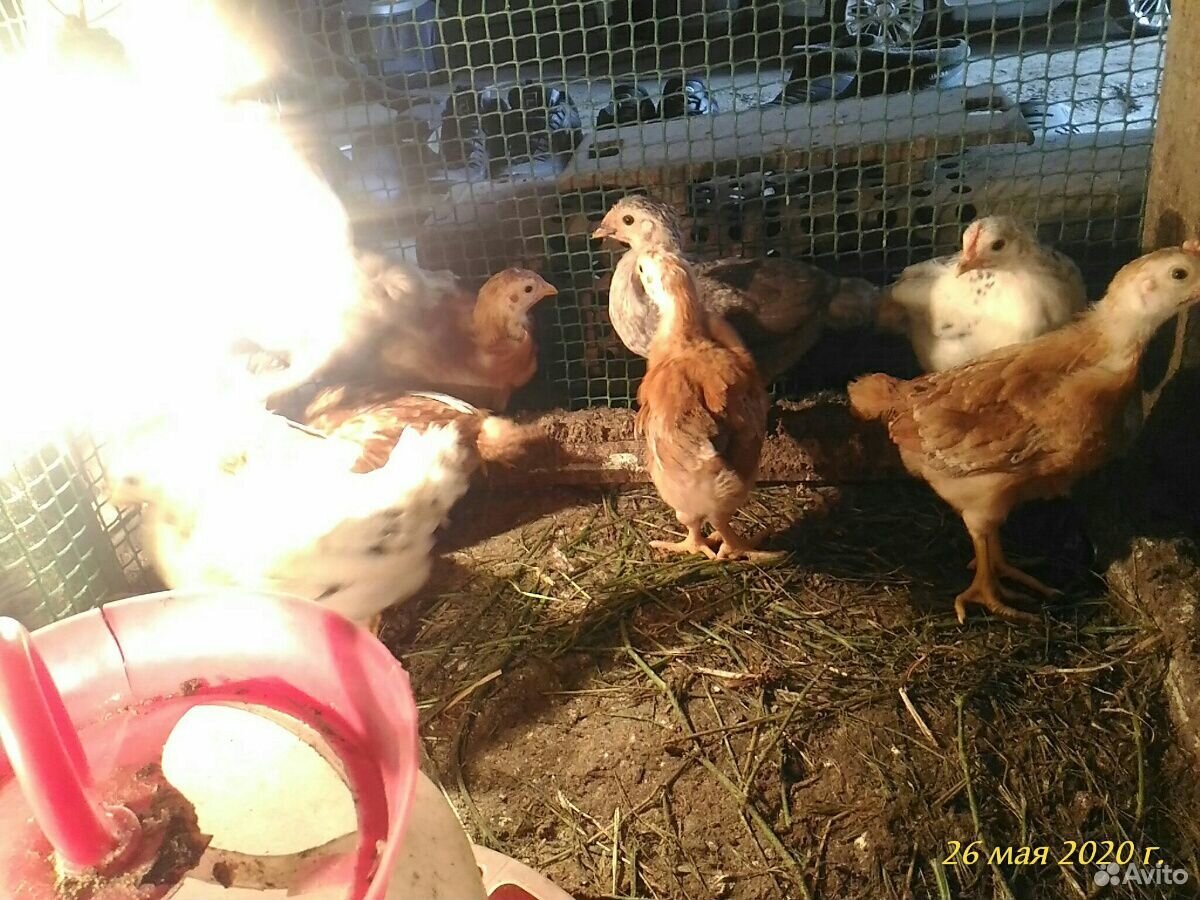 Цыплята 1 месяц купить на Зозу.ру - фотография № 2