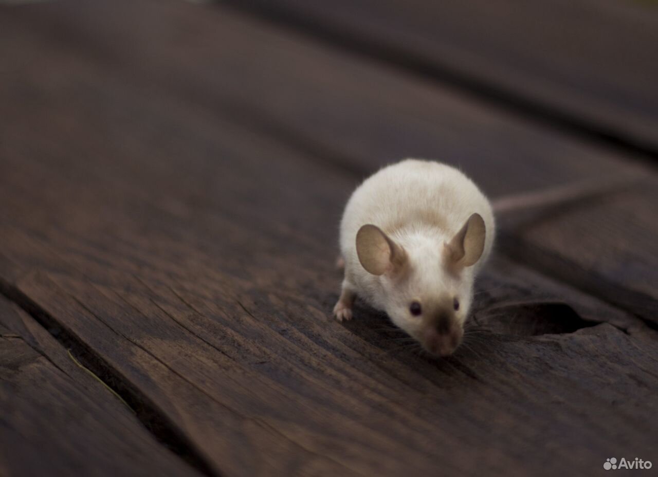 Сиамская мышь Дамбо