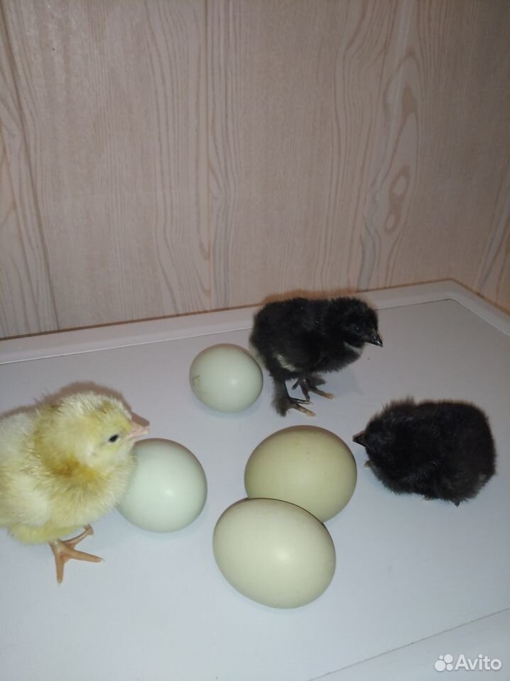 Суточные цыплята из зелёных яичек(амераука купить на Зозу.ру - фотография № 3
