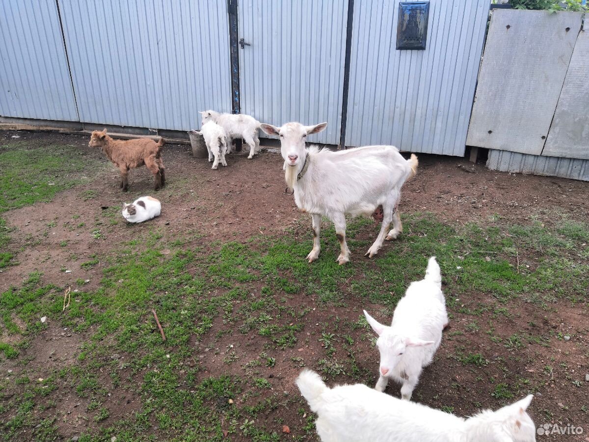 Продаются козлята от доенной козы купить на Зозу.ру - фотография № 3