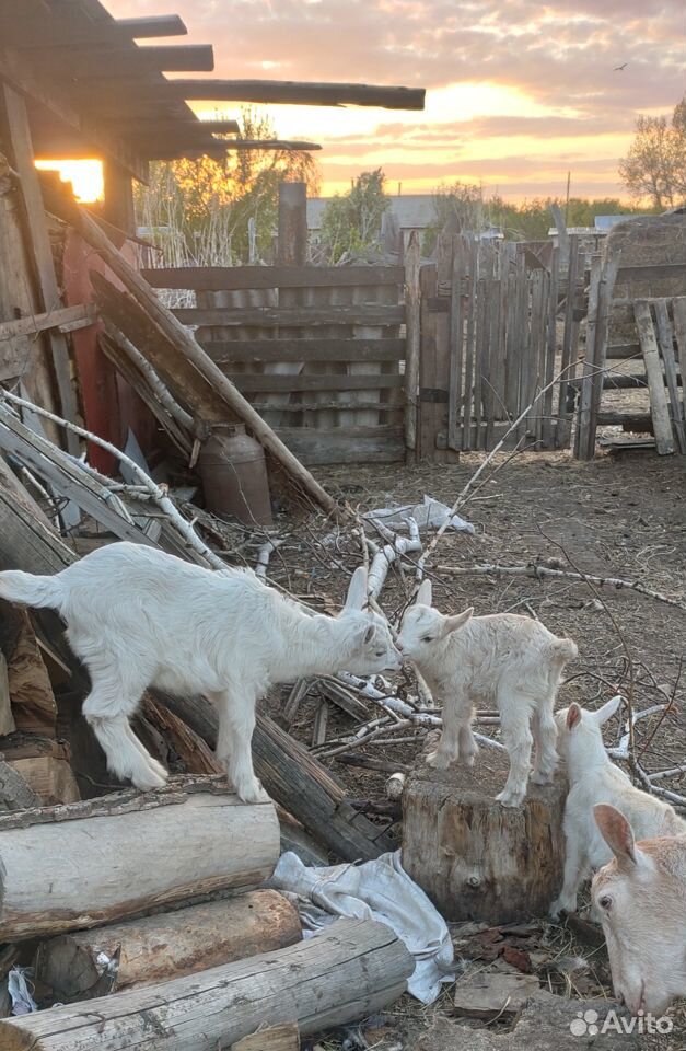 Дойная коза купить на Зозу.ру - фотография № 4