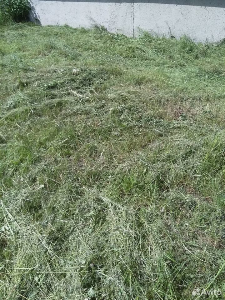 Трава скошенная купить на Зозу.ру - фотография № 4