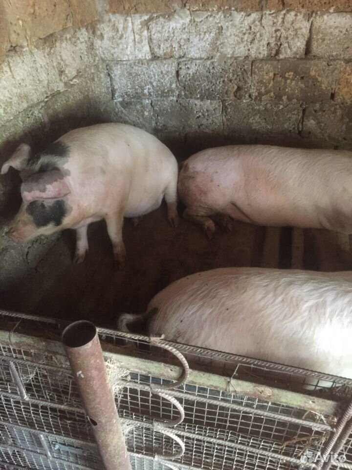 Продажа свиней живой вес 130, порода питрэн ландра купить на Зозу.ру - фотография № 1