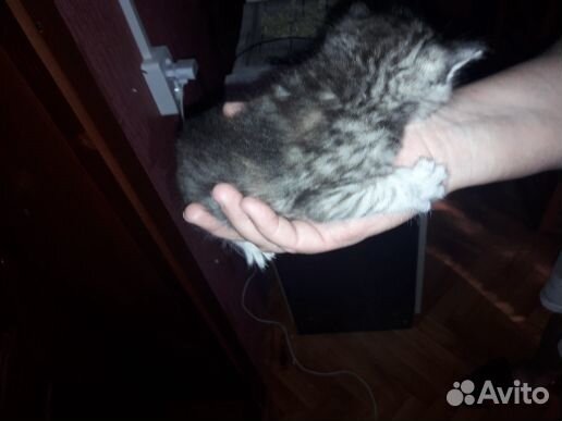 Породистые котята купить на Зозу.ру - фотография № 4