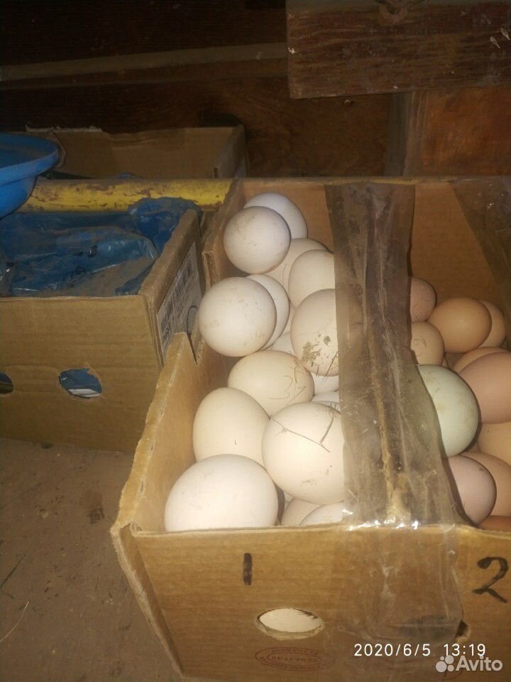 Яйцо инкубационное купить на Зозу.ру - фотография № 1