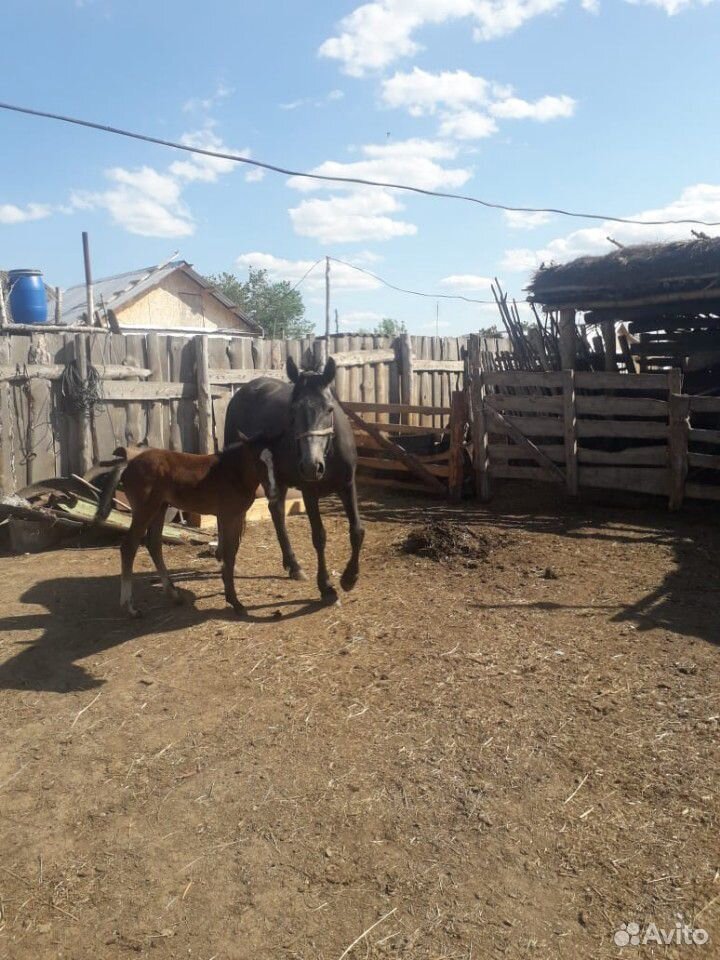 Лошадь с жеребенком купить на Зозу.ру - фотография № 1