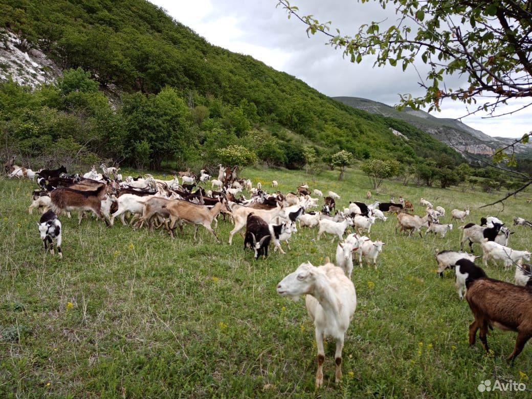 Козы, Лошади, телята, дойные коровы купить на Зозу.ру - фотография № 1