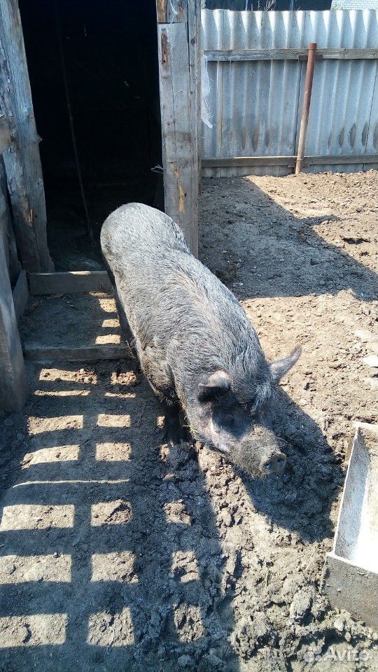 Свинья на мясо купить на Зозу.ру - фотография № 1