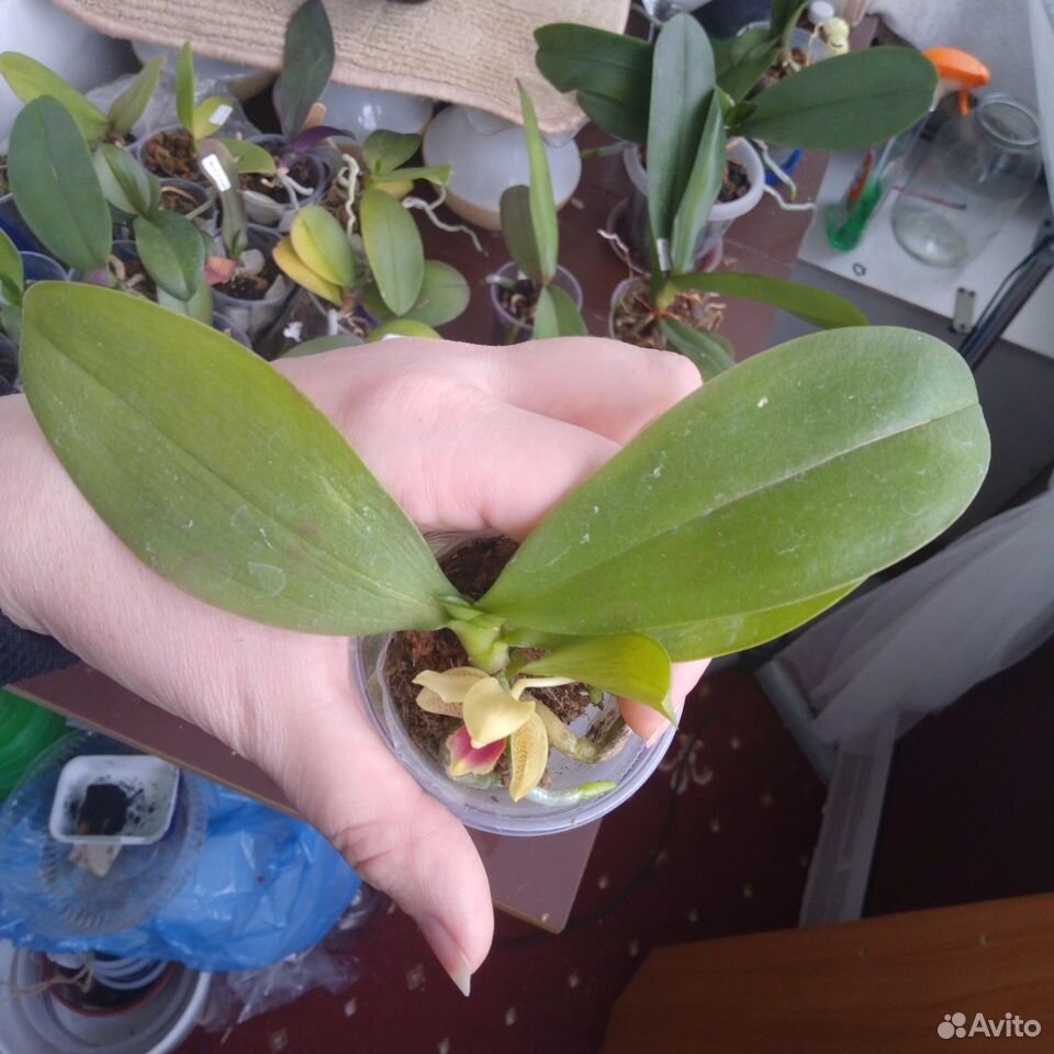 Орхидея Лакистар купить на Зозу.ру - фотография № 2