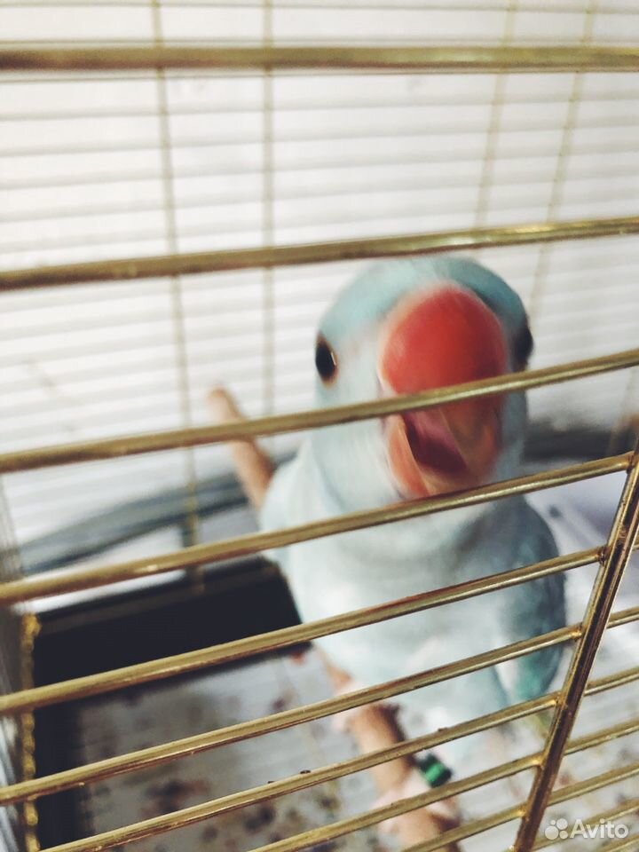 Ожереловый попугай купить на Зозу.ру - фотография № 7
