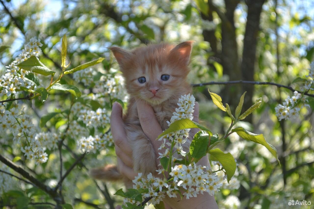 Красивые котята купить на Зозу.ру - фотография № 2