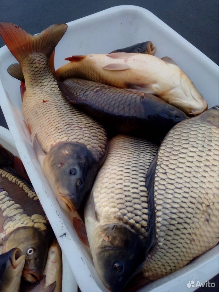 Живая рыба купить на Зозу.ру - фотография № 2