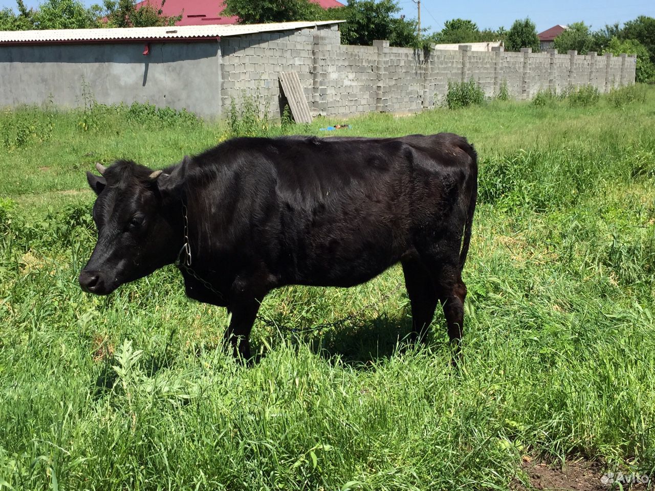 Телка, корова (год и 4 месяца) купить на Зозу.ру - фотография № 1