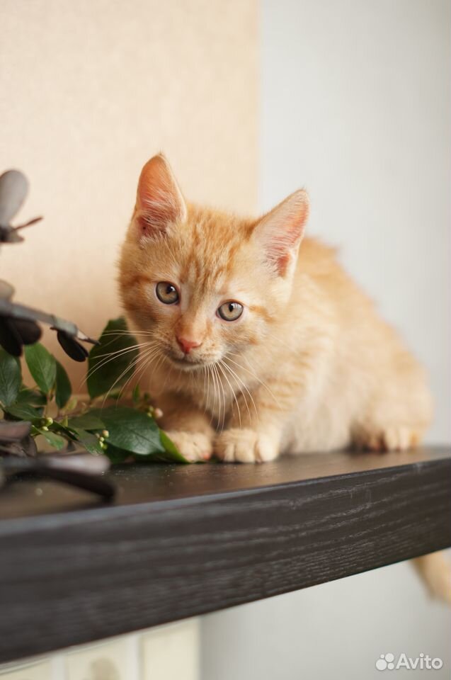 Котенок рыжий с белым девочка.