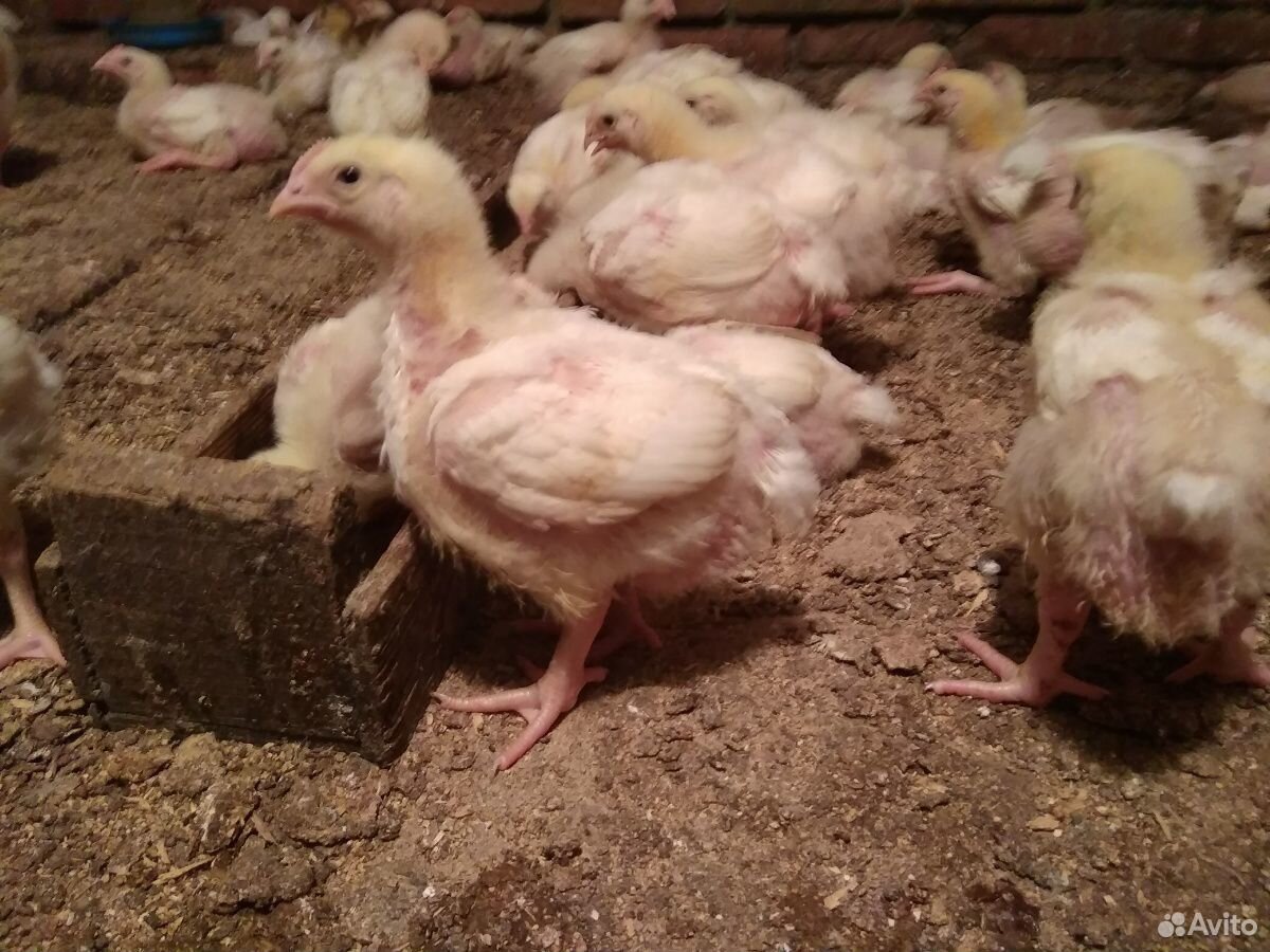 Броллерские цыплята подрощенные купить на Зозу.ру - фотография № 2