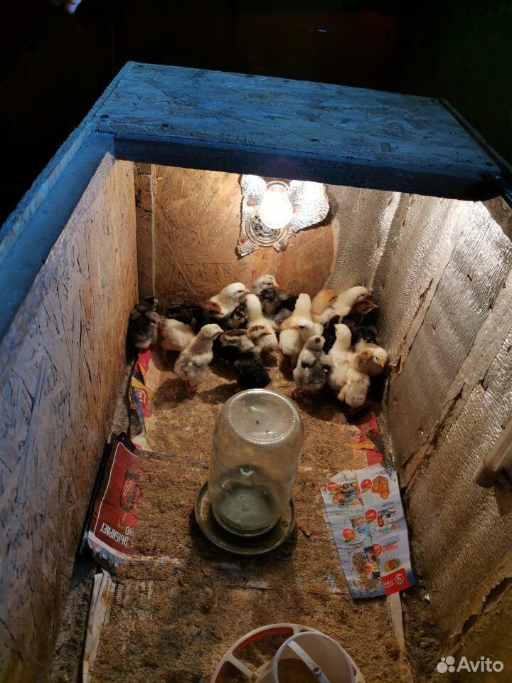 Цыплята домашняя купить на Зозу.ру - фотография № 7