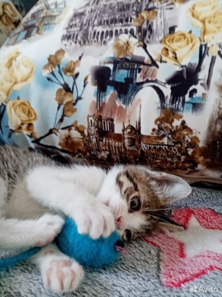 Котёнок, 2 месяца купить на Зозу.ру - фотография № 1