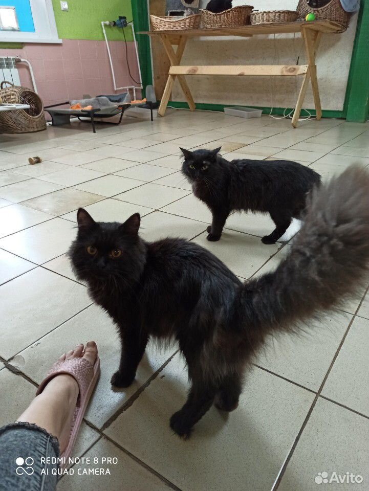 Кошки и Коты купить на Зозу.ру - фотография № 7