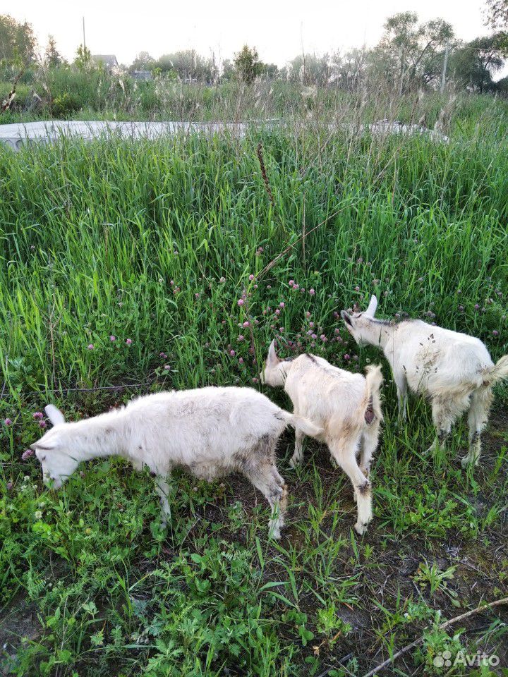 Молочные козы и козлята купить на Зозу.ру - фотография № 1