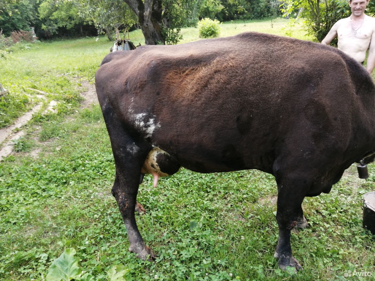 Корова и бык купить на Зозу.ру - фотография № 6