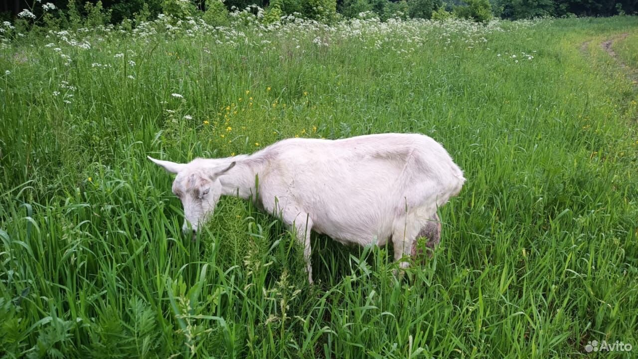 Альпийская коза 4литра купить на Зозу.ру - фотография № 3