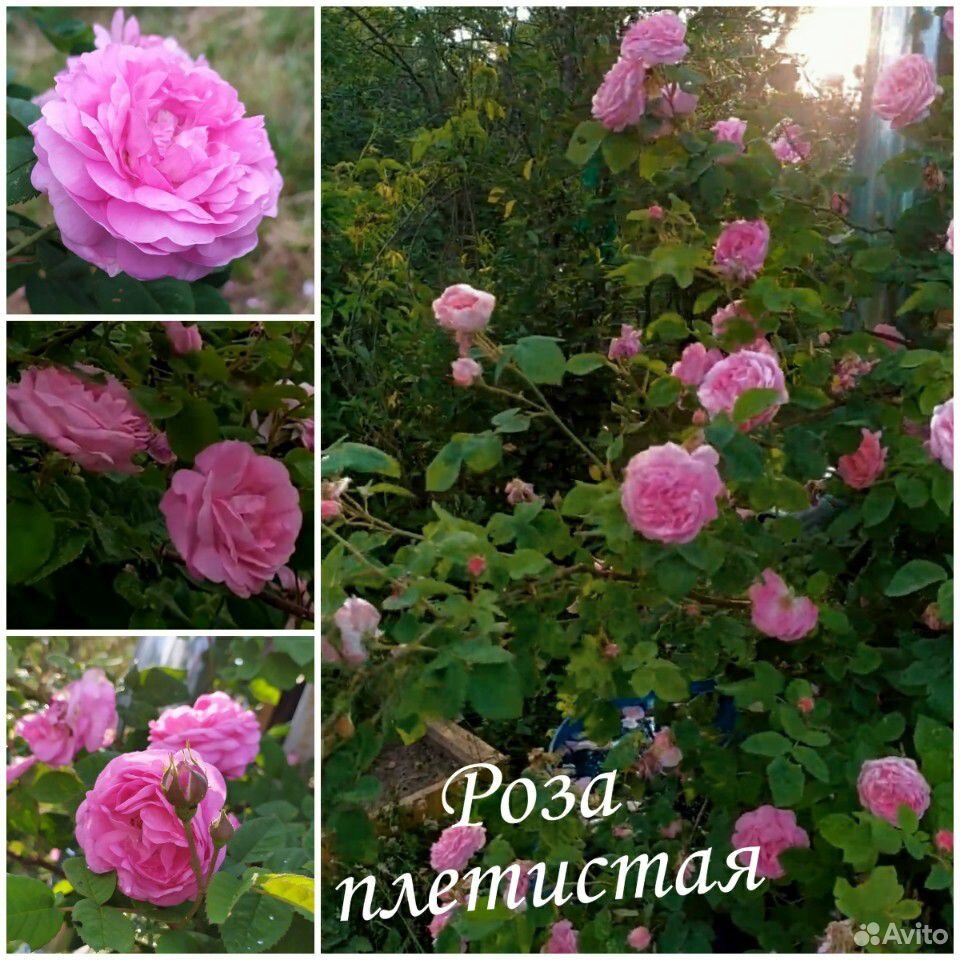 Роза плетистая купить на Зозу.ру - фотография № 1