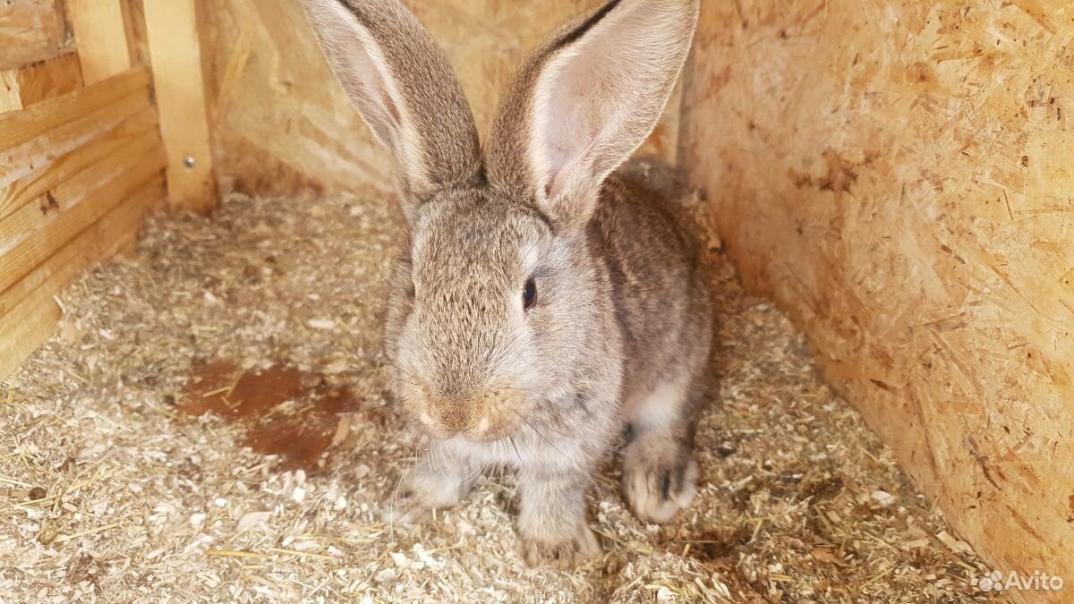 Кролик, крольчата серый великан купить на Зозу.ру - фотография № 3