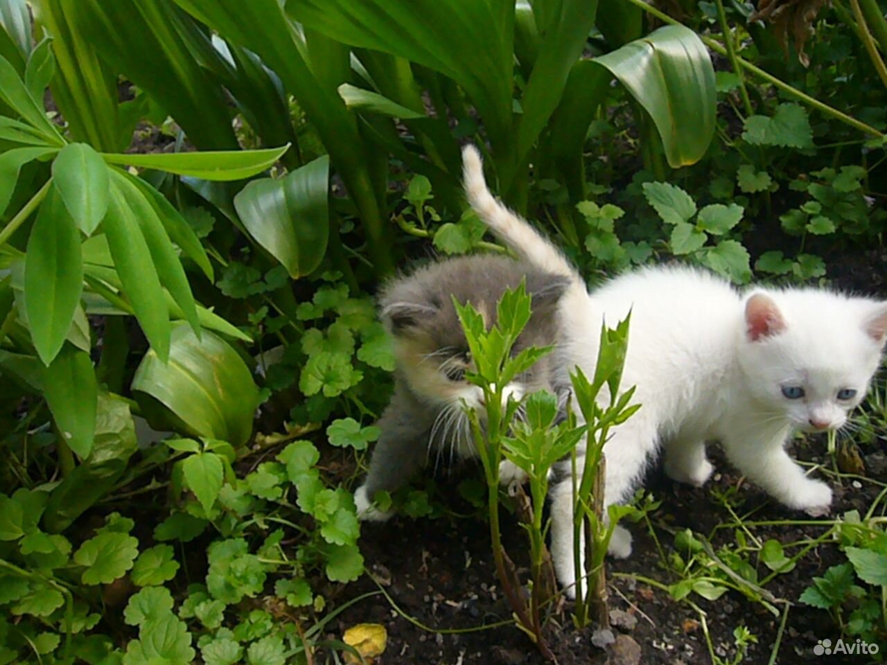Милые котята в добрые руки купить на Зозу.ру - фотография № 8