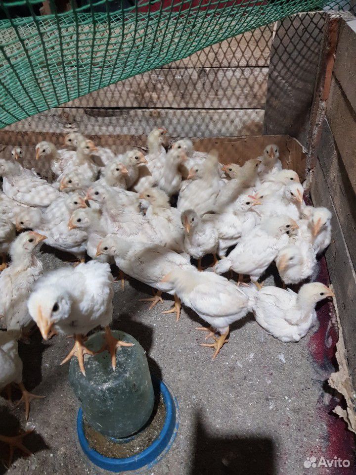Цыплята-петушки купить на Зозу.ру - фотография № 2