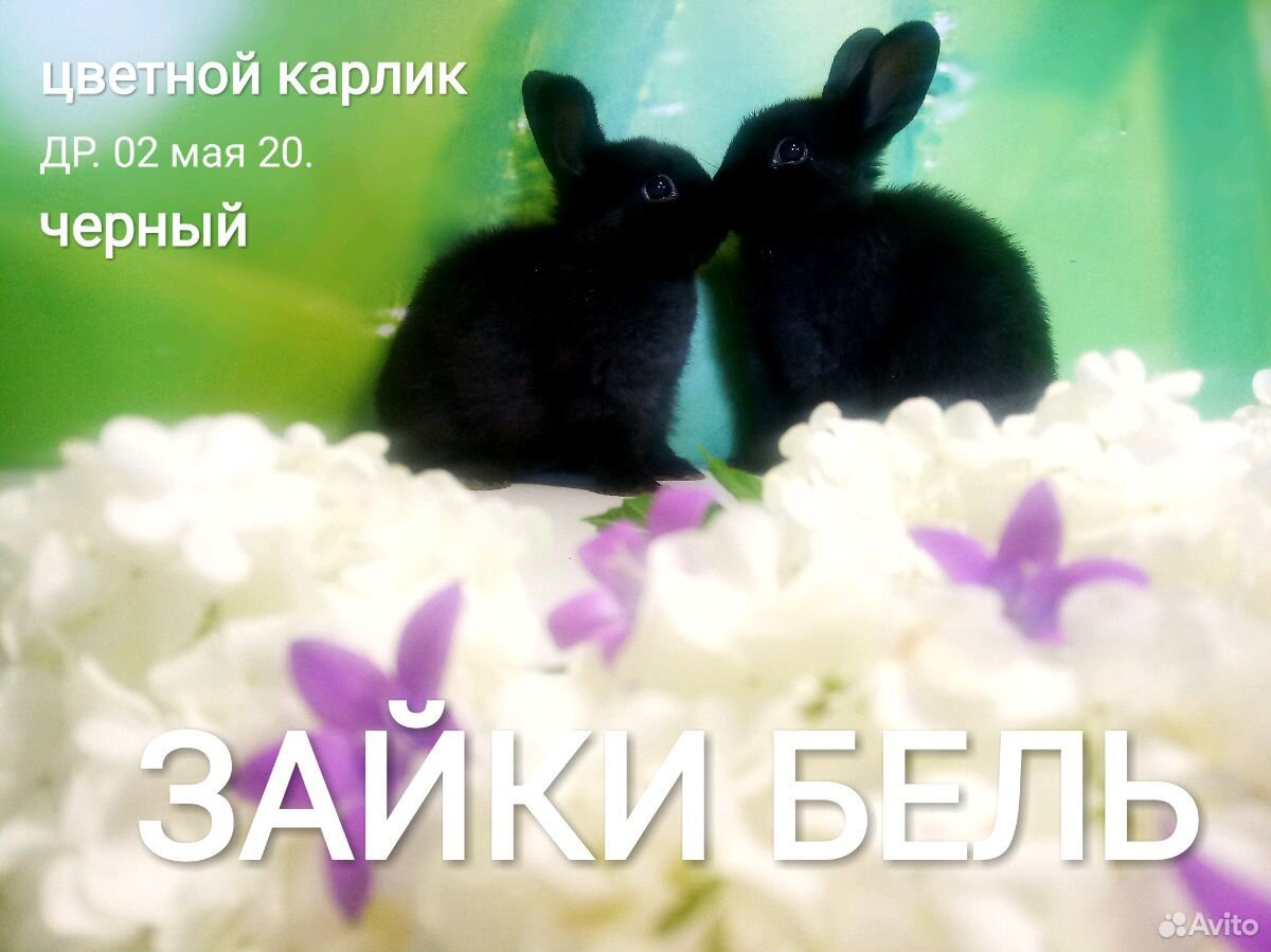 Карликовый Декоративный Кролик купить на Зозу.ру - фотография № 2