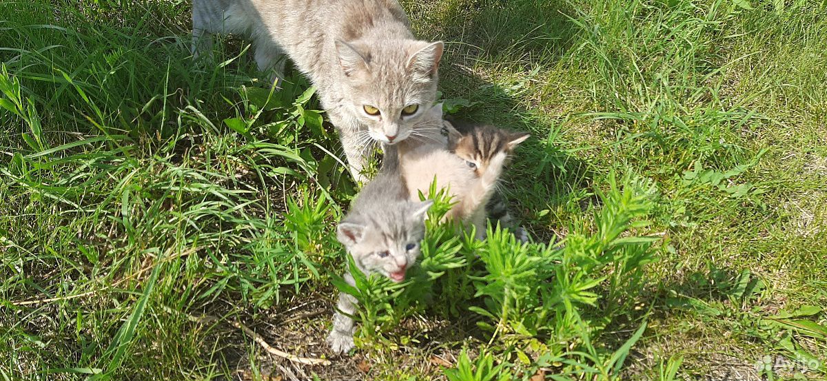 Котята от домашней кошечки купить на Зозу.ру - фотография № 8