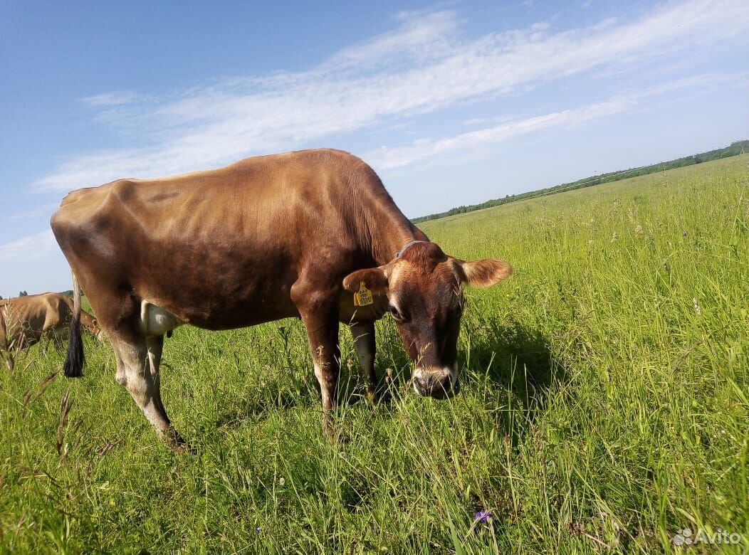 Корова джерсийской породы купить на Зозу.ру - фотография № 2