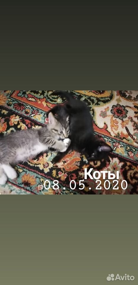 Котята от британской черной кошки, 08.05.2020 г. р купить на Зозу.ру - фотография № 2