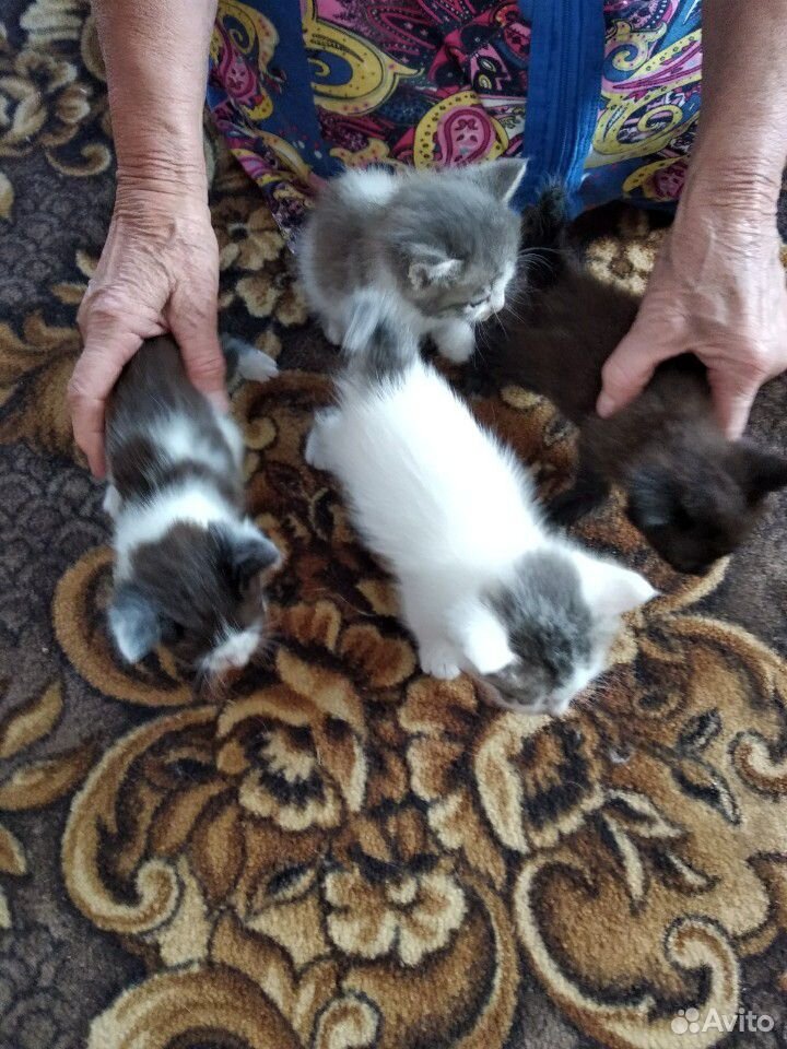 Котята в хорошие руки купить на Зозу.ру - фотография № 1