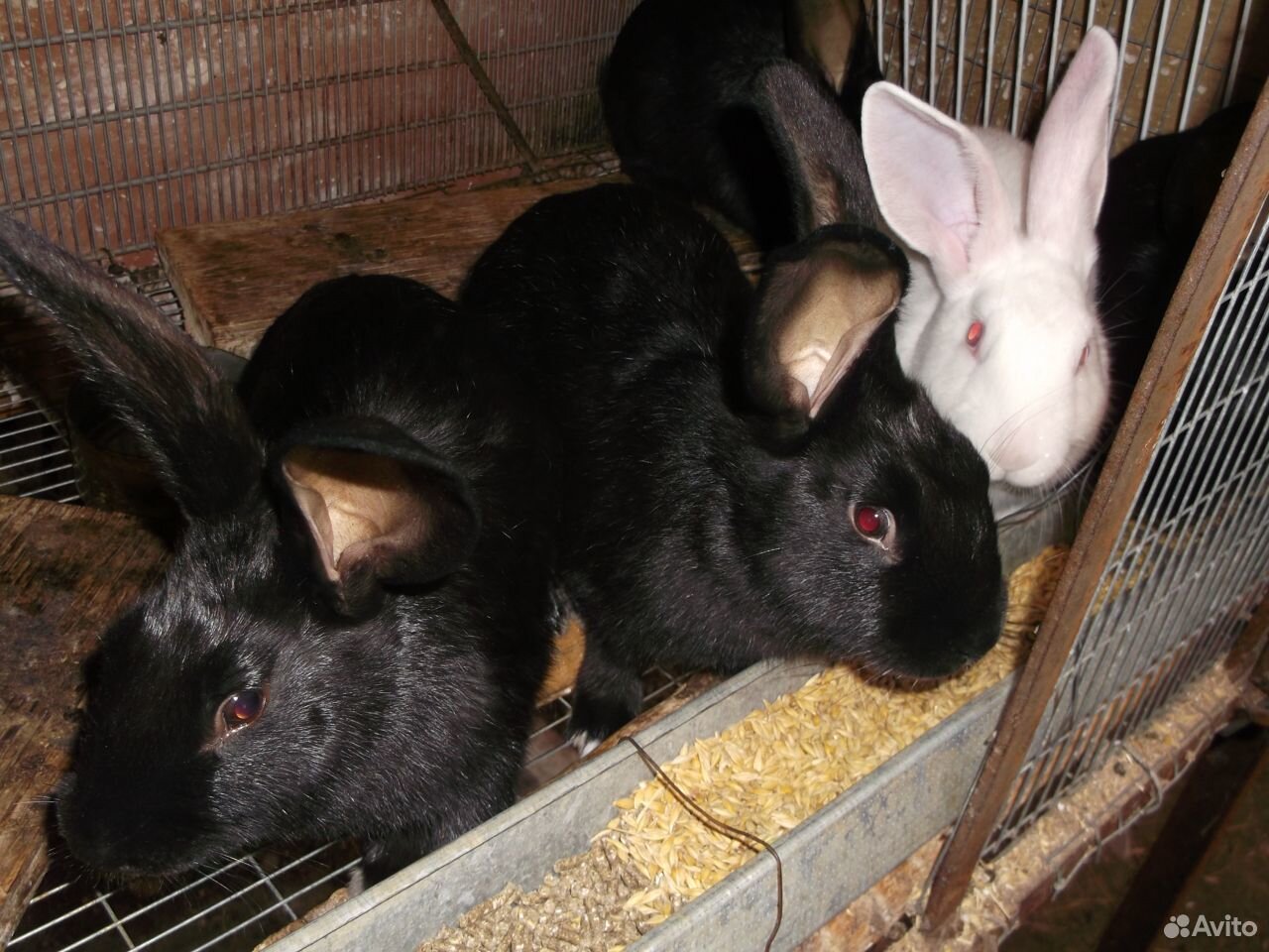 Кролики белый паннон и чёрно-бурые купить на Зозу.ру - фотография № 5