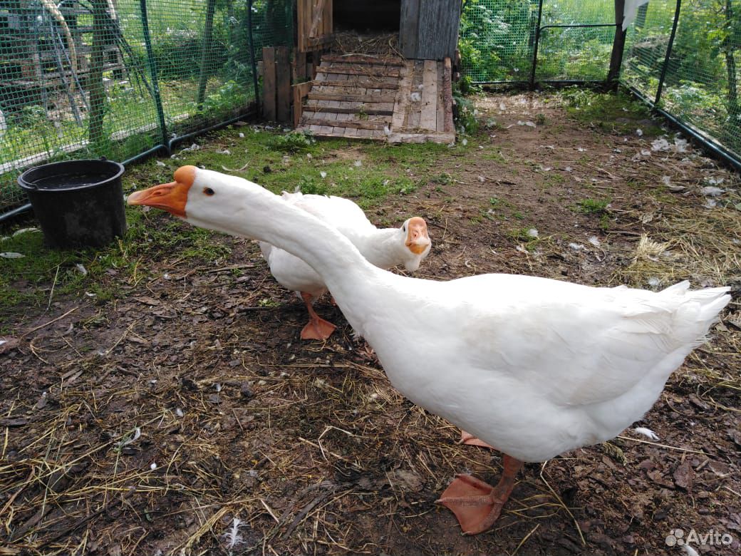 Купить Гусят В Тамбове На Авито