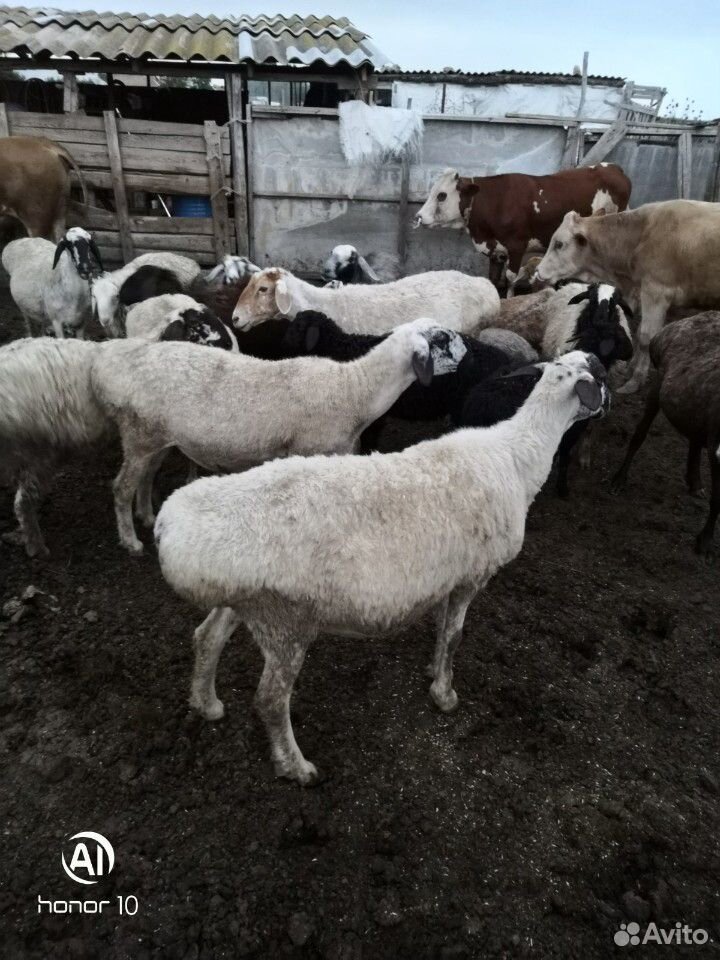 Овцы курдючные купить на Зозу.ру - фотография № 2
