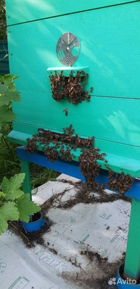 Пчёлы, пчелосемьи, отвотводки купить на Зозу.ру - фотография № 1