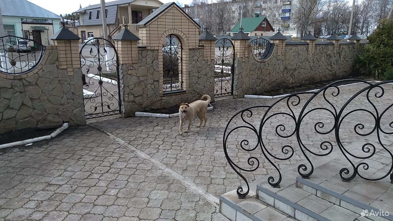 Собака-охраняка купить на Зозу.ру - фотография № 3