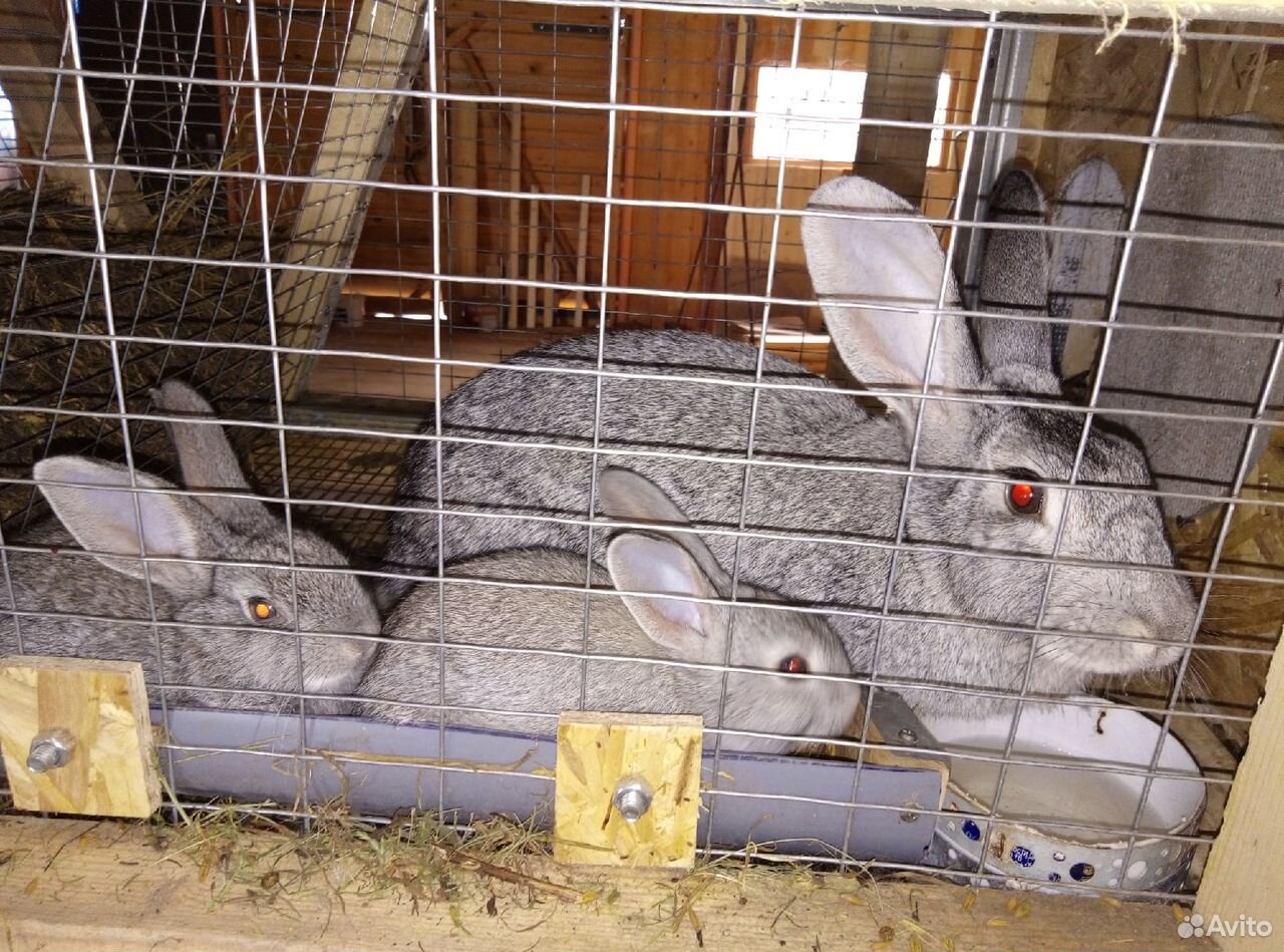 Купить кроликов ростов. Продажа кроликов. Недорогие кролики мясных пород. Кролики для разведения на мясо. Продаются кролики.