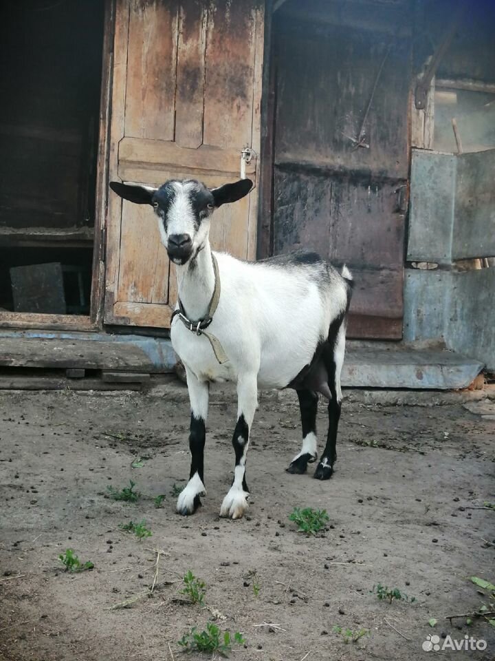 Продам коз купить на Зозу.ру - фотография № 5