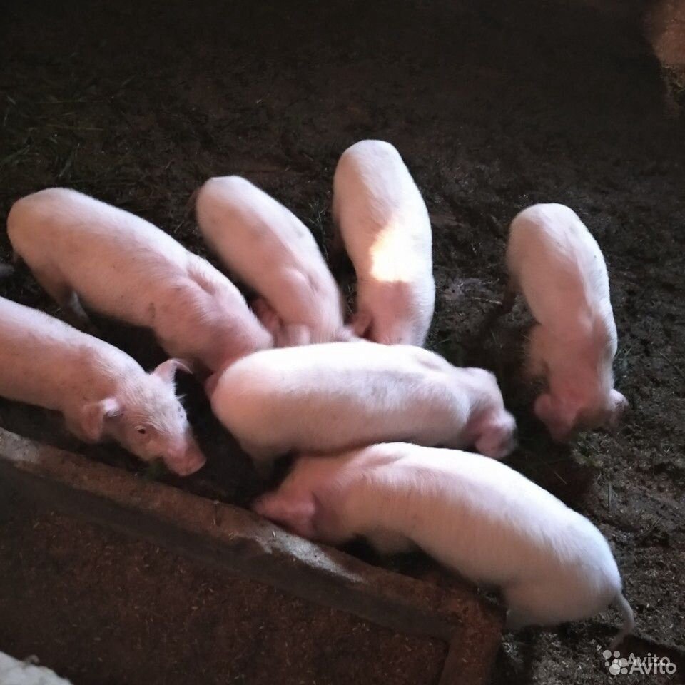 Продам свинят(2месяца) породы ландрасс купить на Зозу.ру - фотография № 1