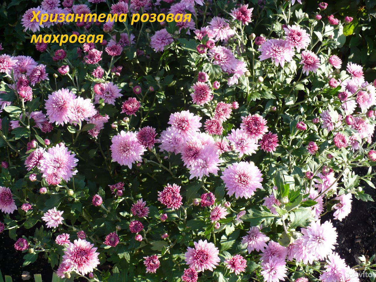 Красивые Цветы. Хризантемы, Хоста и пр. Часть 2 купить на Зозу.ру - фотография № 4