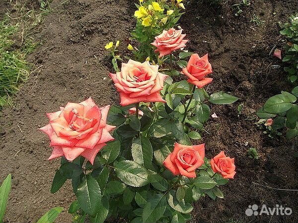 Саженцы роз купить на Зозу.ру - фотография № 8