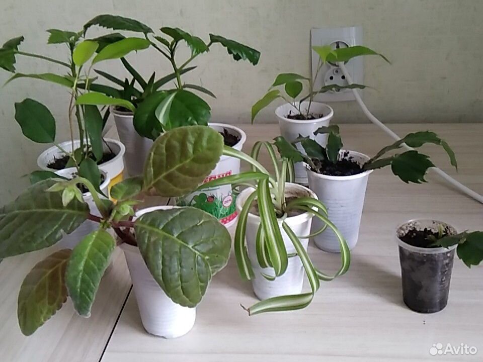 Комнатные растения купить на Зозу.ру - фотография № 2